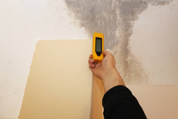 Best Basement Mold Removal  in Jesup, IA