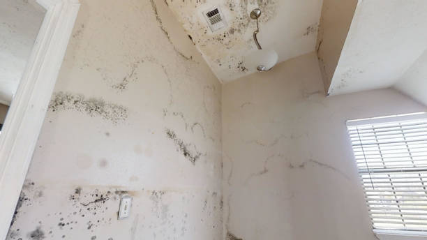 Best Commercial Mold Inspection  in Jesup, IA