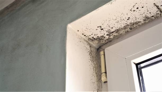 Best Industrial Mold Remediation  in Jesup, IA