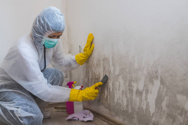 Best Airborne Mold Testing  in Jesup, IA