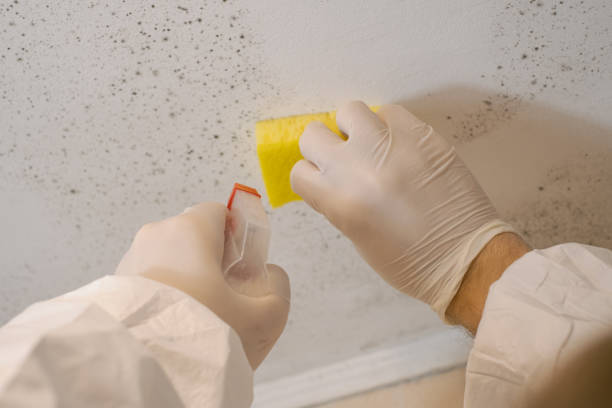  Jesup, IA Mold Removal Pros