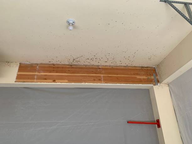 Best Mold Remediation for Healthcare Facilities  in Jesup, IA