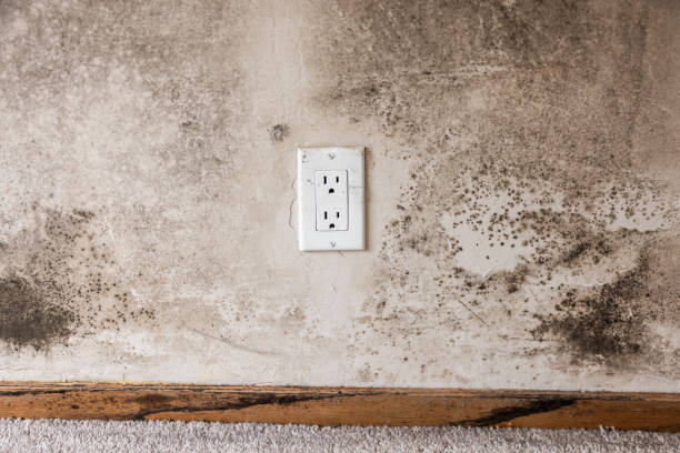 Professional Mold Removal in Jesup, IA