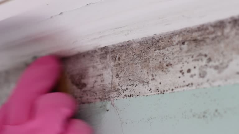 Best Forensic Mold Investigation  in Jesup, IA